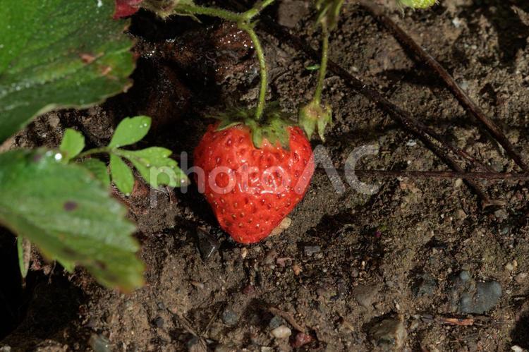 家庭菜園の可愛いイチゴ いちご,いちご狩り,２月の写真素材