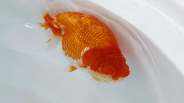 【魚の写真】らんちう(金魚) 【魚の写真】らんちう(金魚) ペット,水槽,魚の写真素材