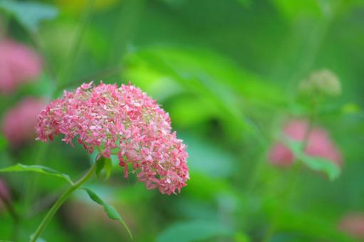 花模様₋アジサイ‐明るいイメージ 花模様₋アジサイ‐明るいイメージの写真