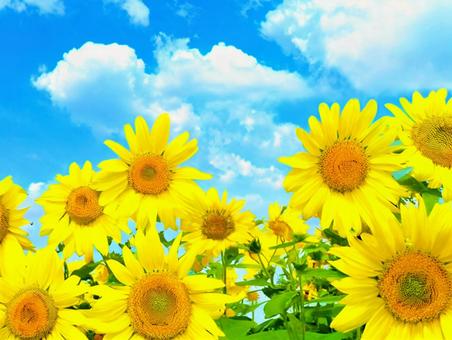 Photo, summer, summer vacation, sunflower, 