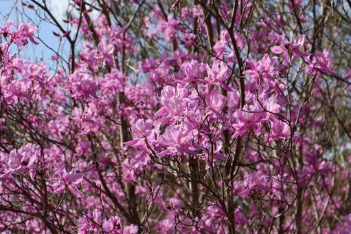 Pink Mitsuba azalea flowering tree in full bloom, pink color, full bloom, mitsuba rice bran, JPG