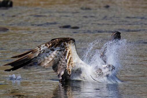 水面をスライドするミサゴ ミサゴ,鶚,ウオタカの写真素材