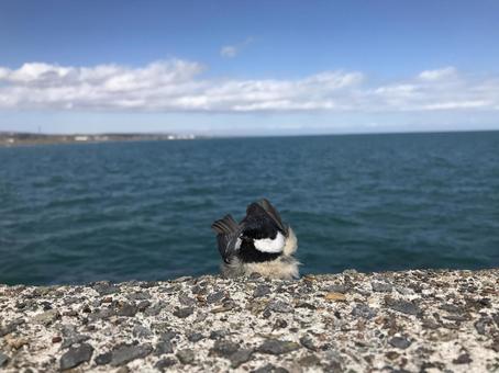 海と鳥 セキレイ 海と鳥 セキレイの写真