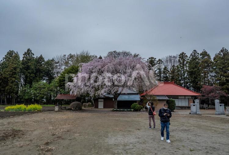 放光寺のしだれ桜 放光寺,しだれ桜,サクラの写真素材