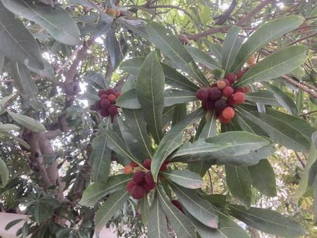 Bayberry fruit, JPG Bayberry fruit, JPG