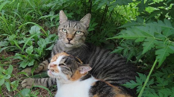 ラブラブでもふもふな三毛猫たちの夕涼み ラブラブでもふもふな三毛猫たちの夕涼み 三毛猫,猫,キジトラの写真素材