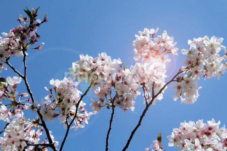 桜花と春の陽ざし 桜,さくら,サクラの写真素材