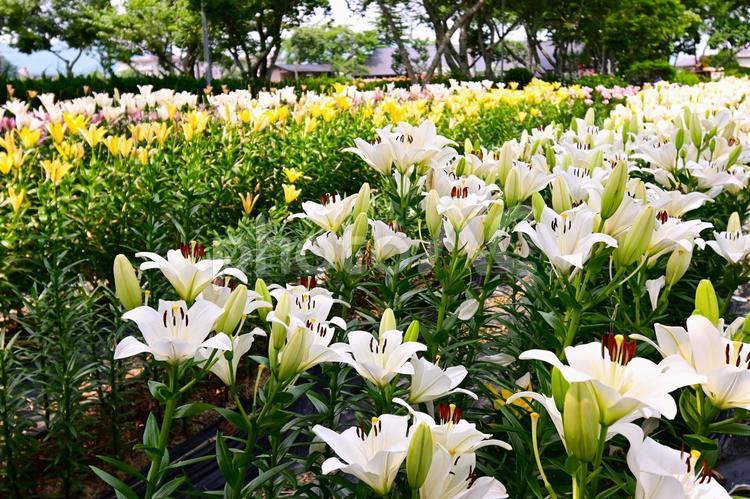 色鮮やかな満開のゆり園 ゆり,百合,花の写真素材
