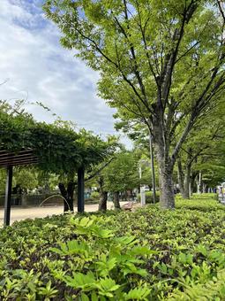 公園 公園の写真
