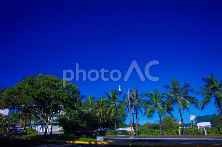 ヤシの木と青い空 グアム,ヤシの木,晴れの写真素材