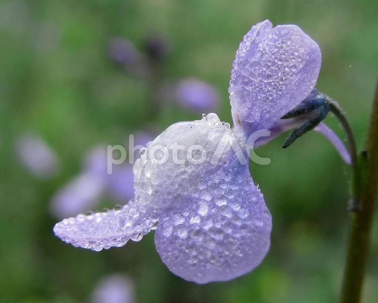 かわいい花と水滴 花,紫色の花びら,水滴の写真素材