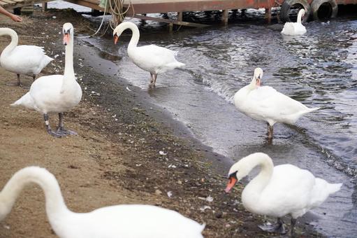 湖畔に集まる白鳥たち 湖畔に集まる白鳥たちの写真