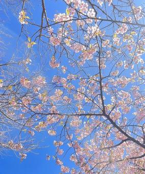 青空と桜の風景 青空と桜の風景の写真