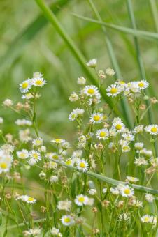 草原に咲くヒメジョオンの群れ 草原に咲くヒメジョオンの群れの写真