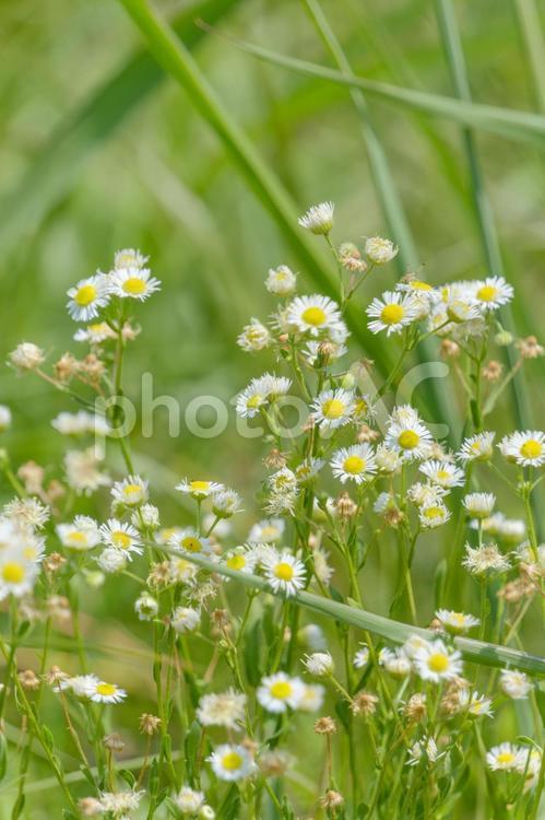 草原に咲くヒメジョオンの群れ ヒメジョオン,花,花びらの写真素材