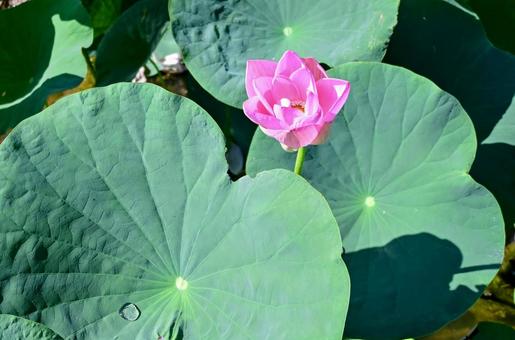 蓮の葉と花:水滴の輝き 蓮の葉と花:水滴の輝きの写真
