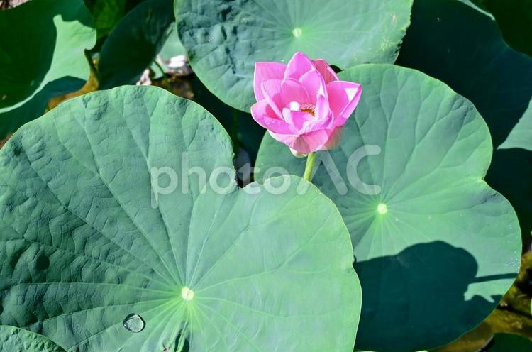 蓮の葉と花：水滴の輝き ハス,蓮の花,葉の写真素材