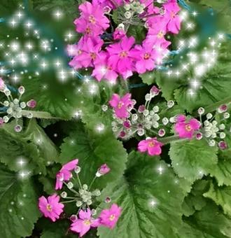 小さな花 小さな花の写真