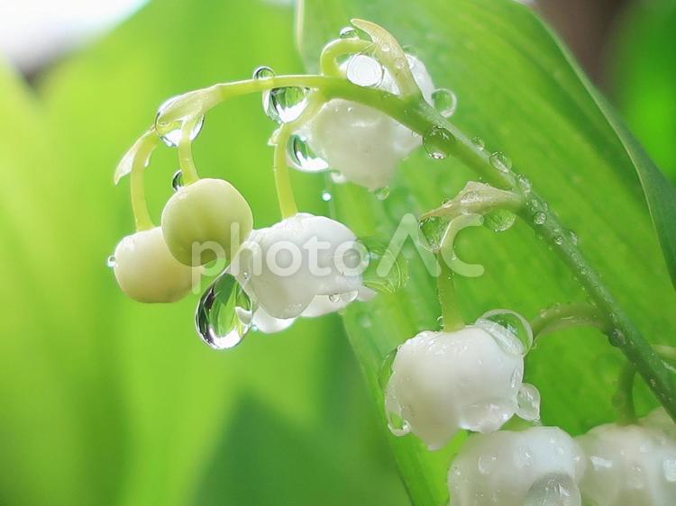 雨上がりのスズラン スズラン,水滴,梅雨の写真素材
