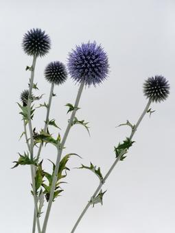 사진, 식물, 루리타마아자미, 생화, 