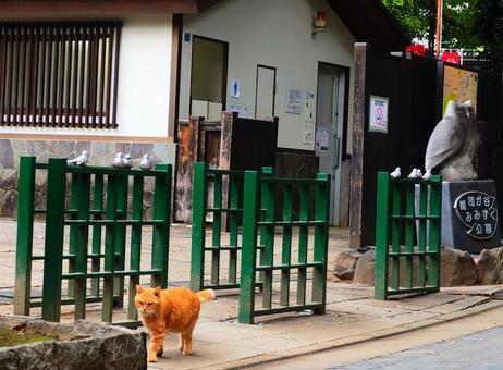 雑司ヶ谷みみずく公園の野良猫 猫,動物,生物の写真素材