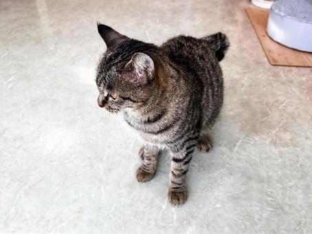 室内に入って来た保護猫 ノラ猫,保護猫,サバトラ猫の写真素材