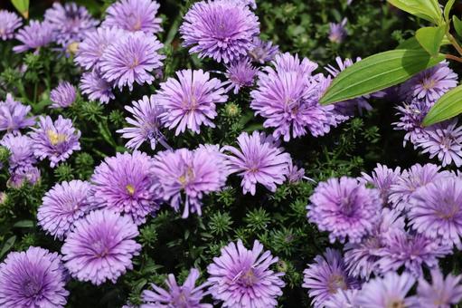 満開の紫色の菊の花の花壇のアップの写真