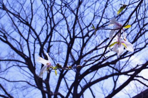 木蓮,こぶし 木蓮,こぶしの写真