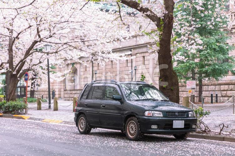 江戸桜通りに停めたちょっと古い緑色の車2 乗り物,さくら,春の写真素材