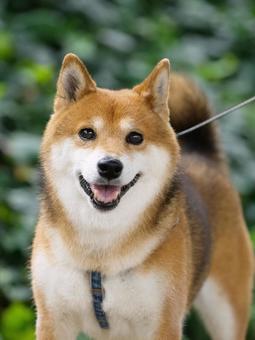 柴犬のポートレート 柴犬のポートレートの写真