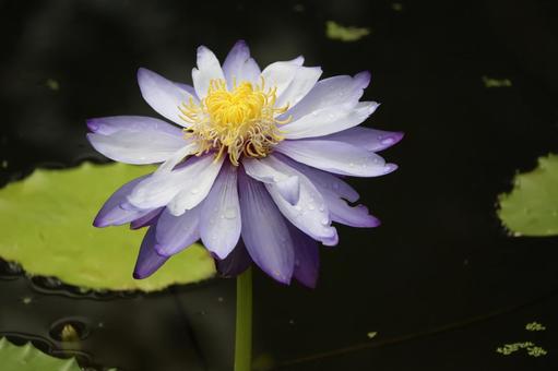 紫色の花びらニンファエアギガンティアの花 紫色の花びらニンファエアギガンティアの花 紫色,花びら,ニンファエアギガンティアの写真素材