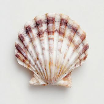 自然の造形美:縞模様のホタテ貝殻 自然の造形美:縞模様のホタテ貝殻の写真