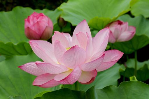 Lotus, JPG Lotus, JPG