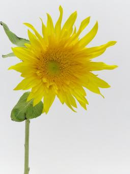 ひまわりの花 ひまわりの花の写真