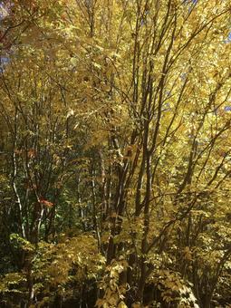 紅葉(黄色) 紅葉(黄色)の写真