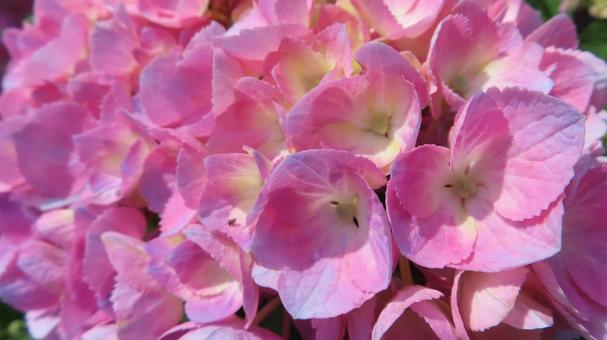 Photo, hydrangea, flower, beautiful, 