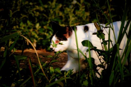 <素材>公園で見かけた白黒猫(野良猫) <素材>公園で見かけた白黒猫(野良猫)の写真