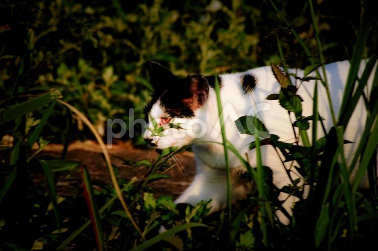 ＜素材＞公園で見かけた白黒猫（野良猫） 猫,三毛猫,ネコの写真素材