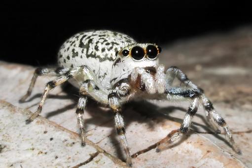 メスジロハエトリ メスジロハエトリ,ハエトリグモ,蜘蛛の写真素材