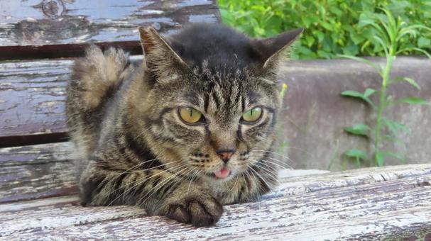 ベンチで涼むあざと過ぎるもふもふな猫様 ベンチで涼むあざと過ぎるもふもふな猫様の写真