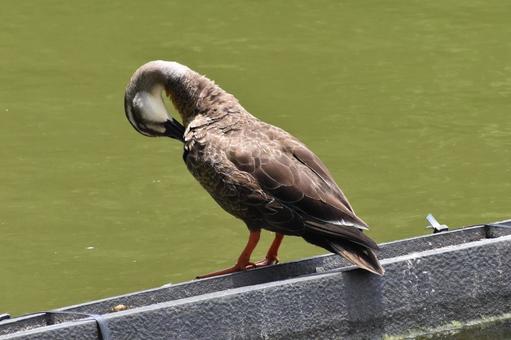 俯く鴨　毛繕い 鳥,野鳥,川鵜の写真素材