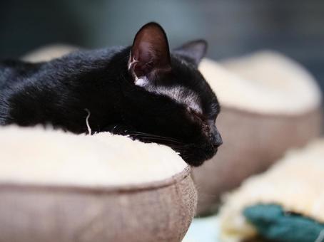 寝る黒猫 猫,黒猫,ふわふわの写真素材