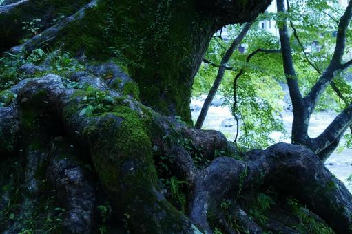 苔が綺麗な老木 苔が綺麗な老木の写真