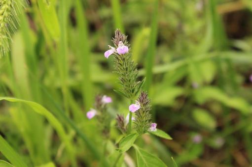 キツネノマゴ1 キツネノマゴ1 花,ピンク,小さなの写真素材