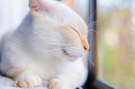 くつろぐかわいい白猫 くつろぐかわいい白猫の写真
