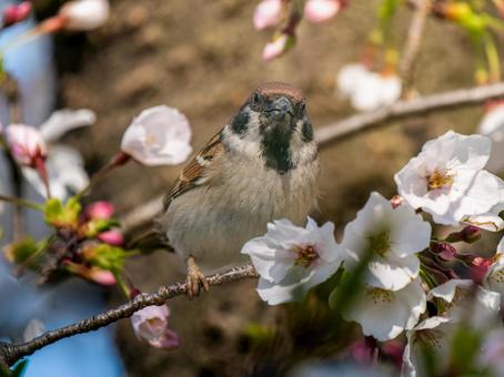 桜とスズメ 桜とスズメの写真