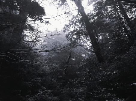 雨に濡れ、霧が包む深い森のモノクロ風景﻿ 森,森林,モノクロの写真素材