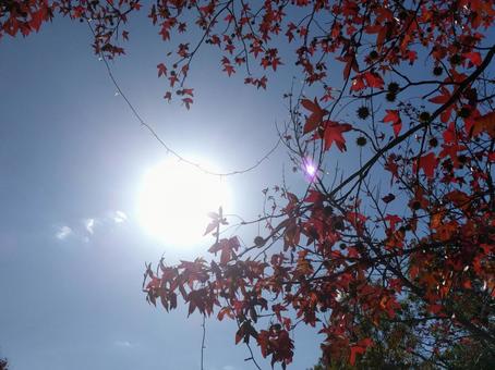 太陽 太陽の写真