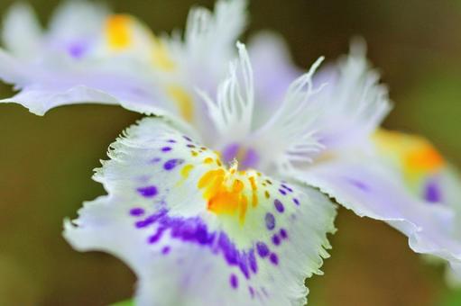 著莪　シャガ　胡蝶花　春の花 著莪,シャガ,胡蝶花の写真素材