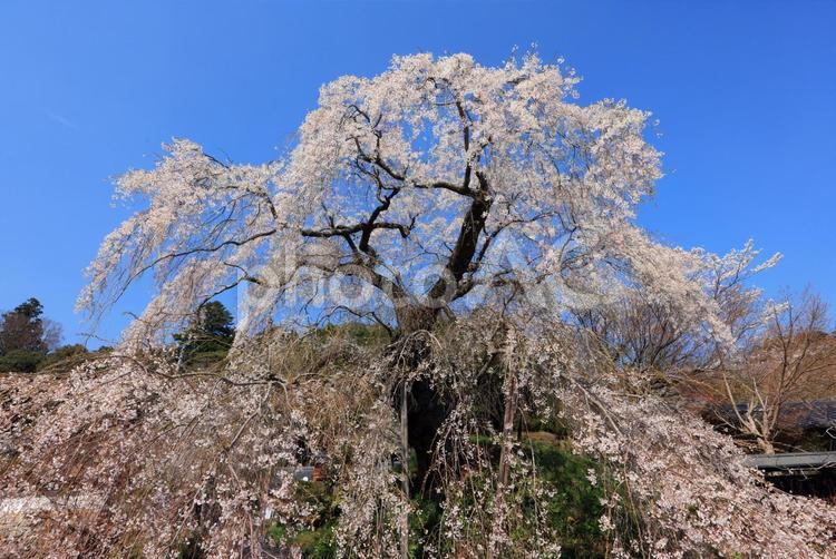 弾正糸桜（しだれ桜） 弾正糸桜,彈正糸桜,だんじょういとざくらの写真素材